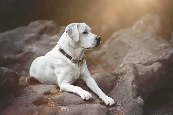 Young Cute Happy Labrador Retriever Dog Puppy Nature — Stock Photo, Image