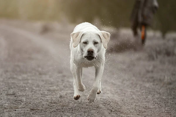 自然の中の外の若いかわいい幸せなラブラドル レトリーバー犬犬の子犬 — ストック写真