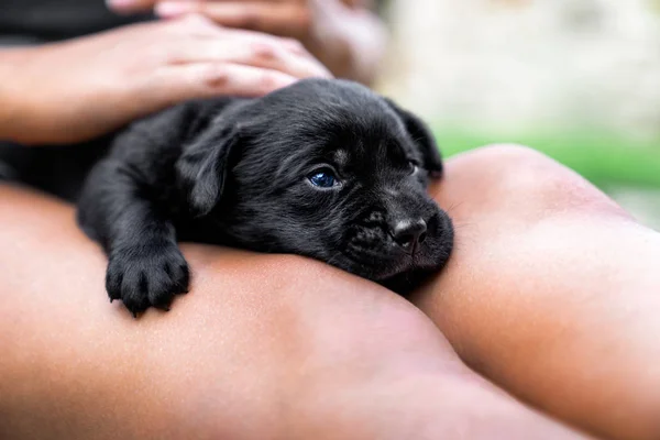 Młodych Cute Czarny Labrador Pies Myśliwski Pies Szczeniak Leżący Kolanach — Zdjęcie stockowe