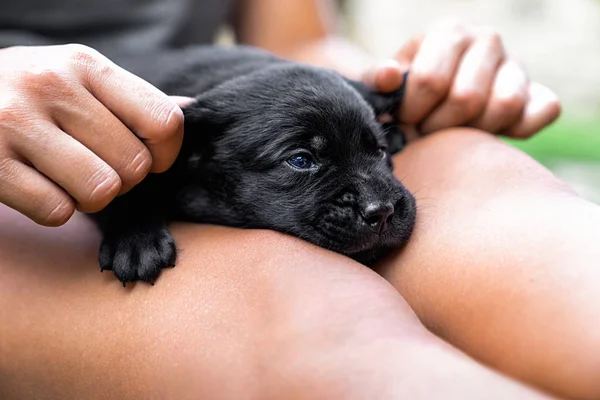 Joven Lindo Negro Labrador Retriever Cachorro Perro Acostado Las Rodillas — Foto de Stock