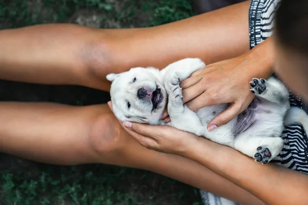 Young Cute Laughing Little White Labrador Retriever Dog Puppy Lies — Stock Photo, Image