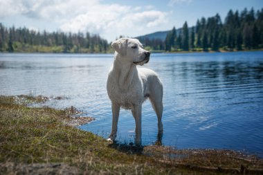 beyaz genç labrador retriever köpek yavrusu çok yakışıklı 