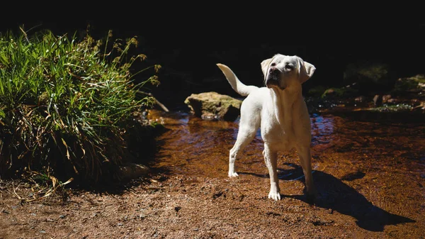 Blanco Joven Labrador Retriever Perro Cachorro Buscando Muy Bonito — Foto de Stock