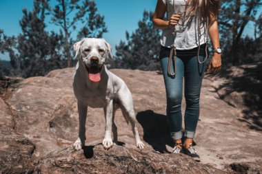 beyaz genç labrador retriever köpek yavrusu çok yakışıklı 