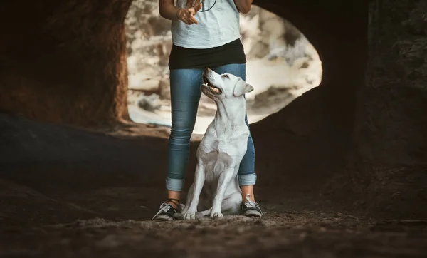 白色年轻拉布拉多猎犬犬狗看起来很漂亮 — 图库照片