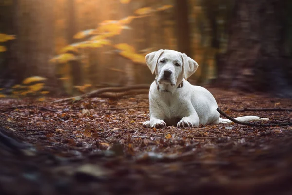Joven Lindo Blanco Labrador Retriever Perro Cachorro Encuentra Suelo Hermosa —  Fotos de Stock