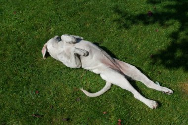 beyaz genç labrador retriever köpek yavrusu çok yakışıklı 