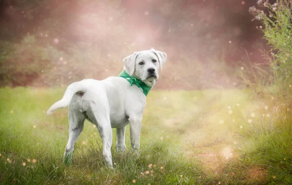 White Young Labrador Retriever Dog Puppy Looking Very Pretty — Stock Photo, Image