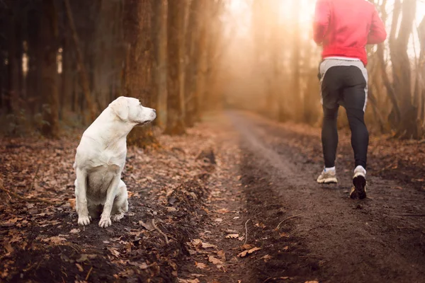 Bianco Giovane Labrador Retriever Cane Cucciolo Cercando Molto Bella — Foto Stock