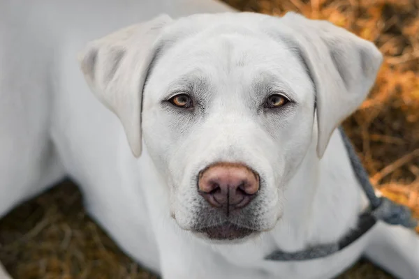 Белый Молодой Лабрадор Ретривер Собака Щенок Выглядит Красиво — стоковое фото