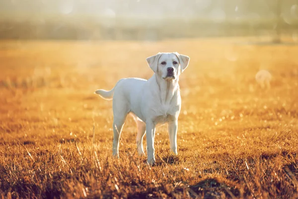 Branco Jovem Labrador Retriever Cachorro Cão Olhando Muito Bonito — Fotografia de Stock