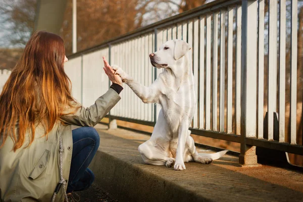 young woman and white labrador retriever dog puppy interacting in nature