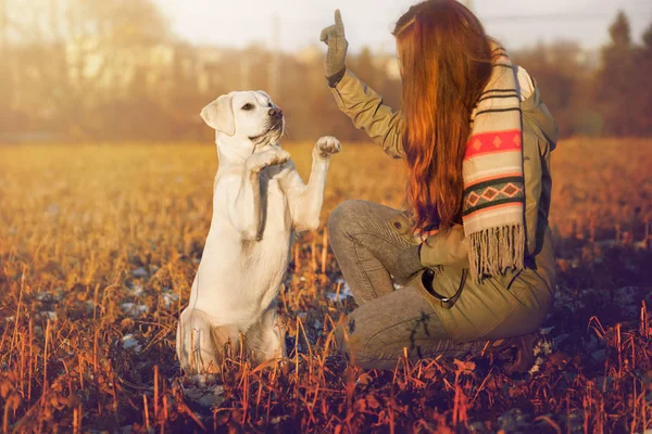 若いかわいい白いラブラドル レトリーバー犬犬子犬と女性人一緒に屋外訓練します — ストック写真