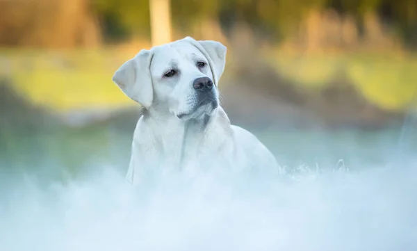 Blanco Joven Labrador Retriever Perro Cachorro Buscando Muy Bonito —  Fotos de Stock