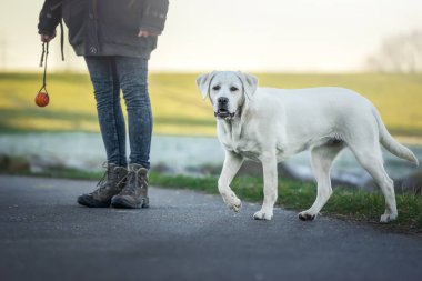 Genç Sevimli beyaz labrador retriever köpek köpek ve kadın kişi birlikte açık havada Tren 