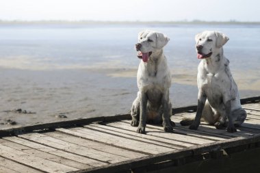 beyaz genç labrador retriever köpek yavrusu çok yakışıklı 