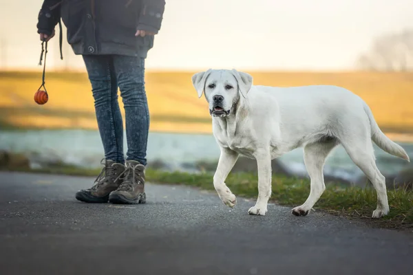 Young Cute White Labrador Retriever Dog Puppy Female Person Train — Stock Photo, Image