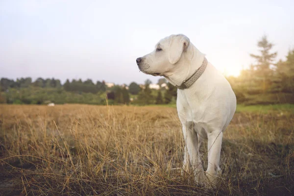 White Young Labrador Retriever Dog Puppy Looking Very Pretty — Stock Photo, Image