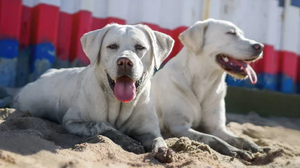 白色年轻拉布拉多猎犬犬狗看起来很漂亮 — 图库照片