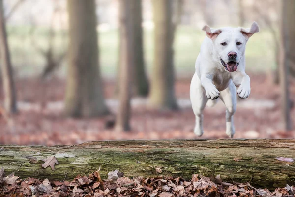 Witte Jonge Labrador Retriever Hond Pup Zoek Zeer Mooi — Stockfoto