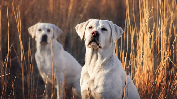 白色年轻拉布拉多猎犬犬狗看起来很漂亮 — 图库照片