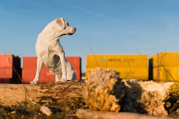 Jovem Bonito Branco Labrador Retriever Cachorro Cão Com Rosto Bonito — Fotografia de Stock