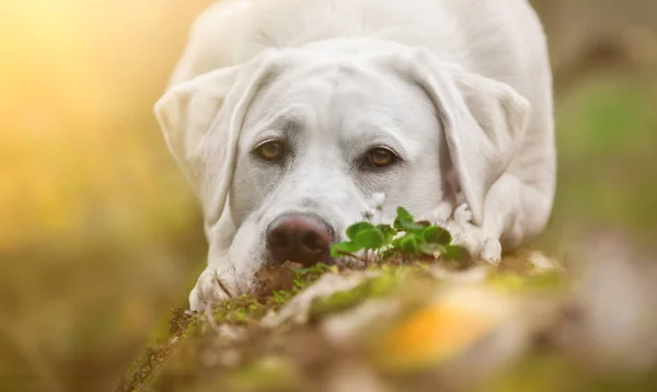 Young Cute White Labrador Retriever Dog Puppy Pretty Face Outdoors — Stock Photo, Image