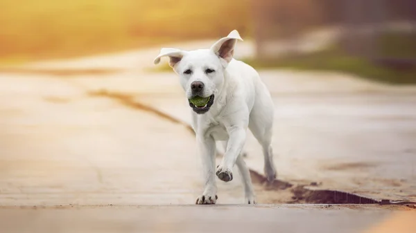 Jonge Schattige Witte Labrador Retriever Hond Pup Met Mooi Gezicht — Stockfoto