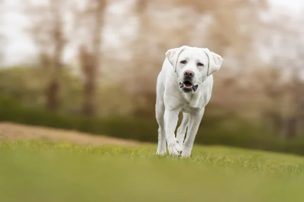 Fiatal Aranyos Fehér Labrador Vizsla Kutya Kölyök Szép Arc Szabadban — Stock Fotó