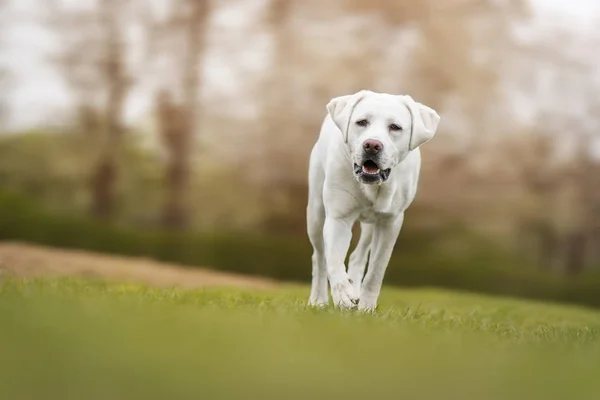 Fiatal Aranyos Fehér Labrador Vizsla Kutya Kölyök Szép Arc Szabadban — Stock Fotó