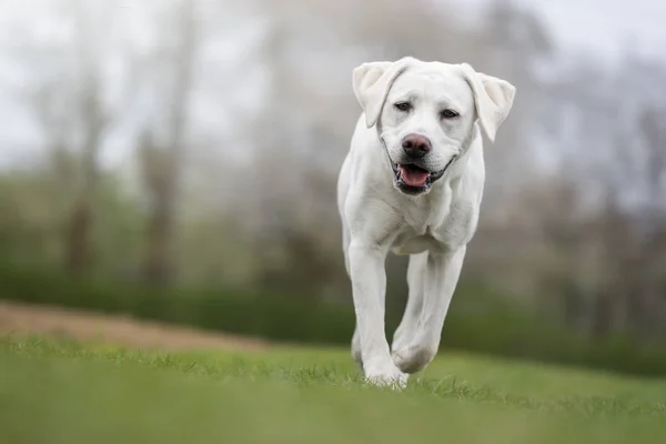 Jovem Bonito Branco Labrador Retriever Cachorro Cão Com Rosto Bonito — Fotografia de Stock