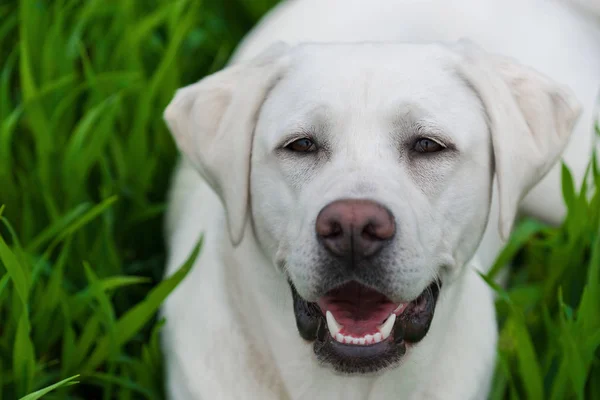 Jonge Schattige Witte Labrador Retriever Hond Pup Met Mooi Gezicht — Stockfoto