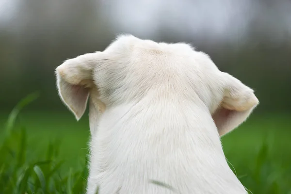 Ung Söt Vit Labrador Retriever Hundvalp Med Vackra Ansikte Utomhus — Stockfoto
