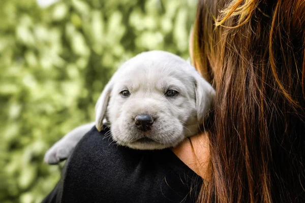 Jeune Petit Chien Blanc Mignon Labrador Retriever Chiot Est Porté — Photo