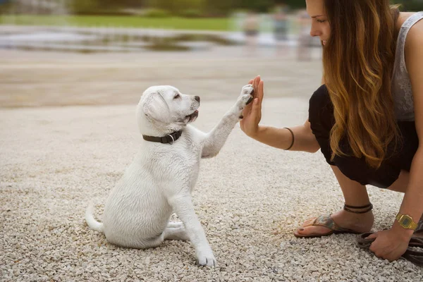 Young Cute White Labrador Retriever Dog Puppy Female Person Train — Stock Photo, Image