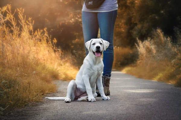 Young Cute White Labrador Retriever Dog Puppy Pretty Face Outdoors — Stock Photo, Image