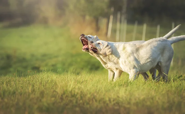 Jovem Bonito Branco Labrador Retriever Cachorro Cão Com Rosto Bonito — Fotografia de Stock