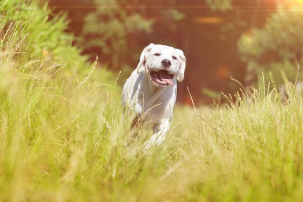 Jeune Chien Labrador Chiot Courir Avec Drôle Grimace Visage — Photo