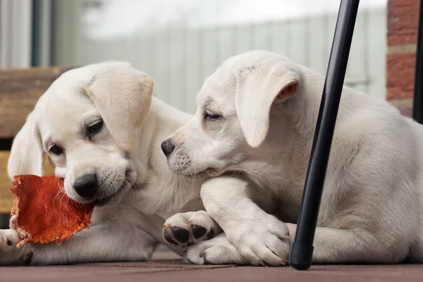 Dva Roztomilý Mladý Pes Štěňata Mazlení Spolu Balkóně — Stock fotografie