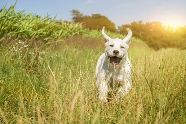 変な顔顔をしかめると実行している若いラブラドール犬子犬 — ストック写真