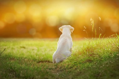 güzel yüzü açık havada ile genç Sevimli beyaz labrador retriever köpek köpek yavrusu