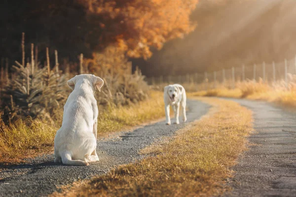 Two Cute Labrador Dog Puppies Field Autumn — Stock Photo, Image