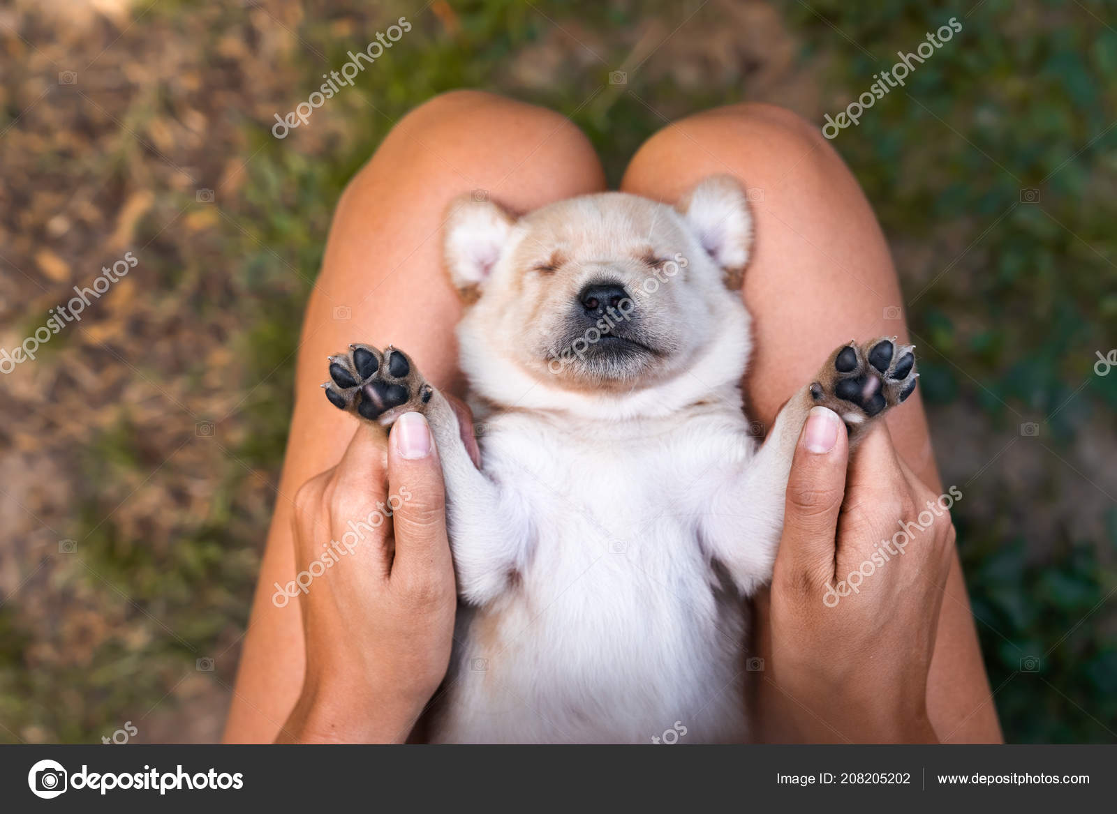 Young Cute Small Labrador Retriever Dog Puppy Beautiful Paws Lies