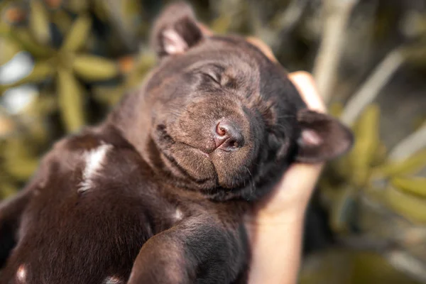 Jeune Labrador Brun Fatigué Mignon Récupérateur Chien Chiot Dormir Dans — Photo