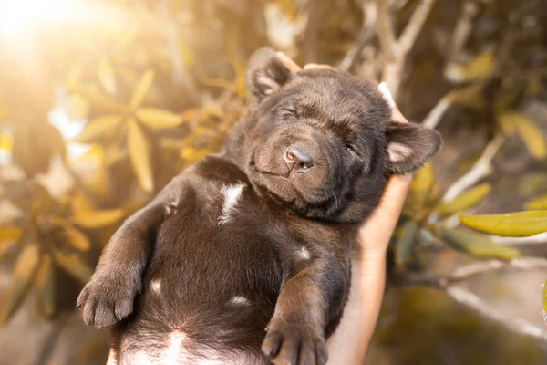Jeune Labrador Brun Fatigué Mignon Récupérateur Chien Chiot Dormir Dans — Photo