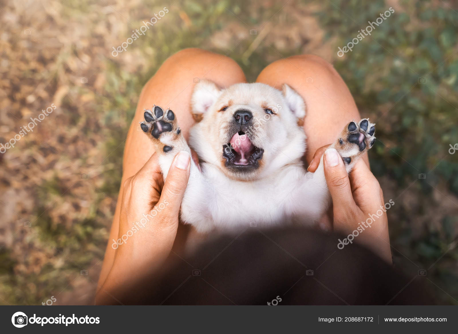 labrador small puppy