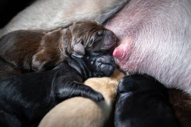 birkaç genç taze d. labrador retriever köpek yavruları anne emzikleri - köpek doğurmak süt içmek