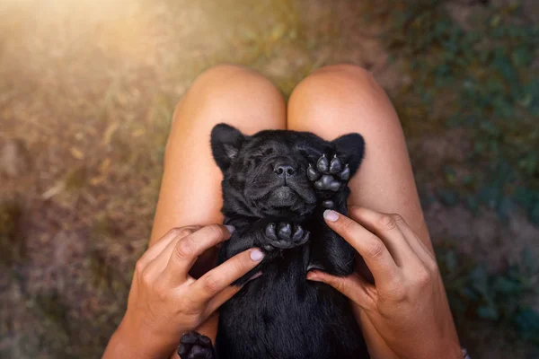 Jonge Schattig Zwarte Labrador Retriever Hond Pup Huisdier Slapen Vrouw — Stockfoto