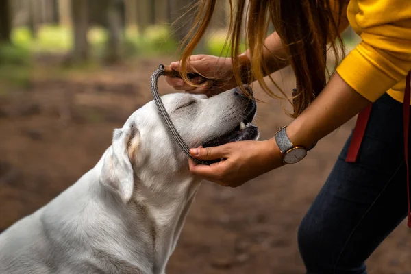 Καθαρόαιμο Labrador Retriever Σκύλου Κουτάβι Φοράει Ένα Κολάρο Royalty Free Εικόνες Αρχείου