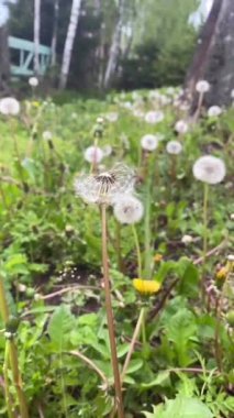 Bir karahindiba ters video üfleme
